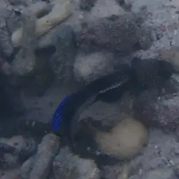 Yellow Watchman Goby, photo 9