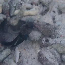 Yellow Watchman Goby, photo 10