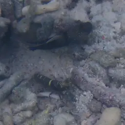 Yellow Watchman Goby, photo 11