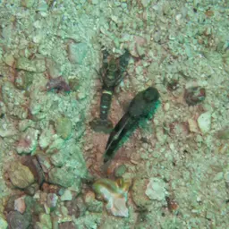 Yellow Watchman Goby, photo 12