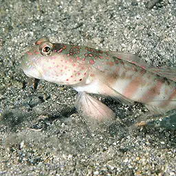 Leptocephalus Prawn-goby