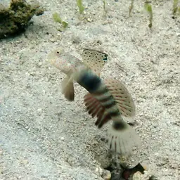 Leptocephalus Prawn-goby, photo 3
