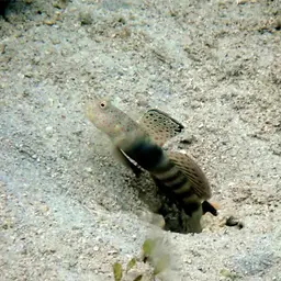 Leptocephalus Prawn-goby, photo 4