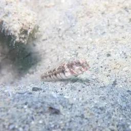 Leptocephalus Prawn-goby, photo 5