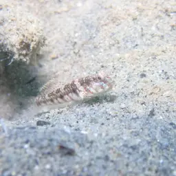 Leptocephalus Prawn-goby, photo 6