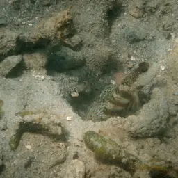 Leptocephalus Prawn-goby, photo 7