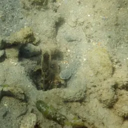 Leptocephalus Prawn-goby, photo 8