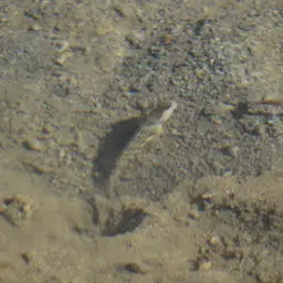 Leptocephalus Prawn-goby, photo 9