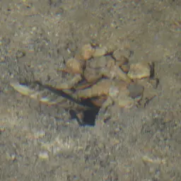 Leptocephalus Prawn-goby, photo 11