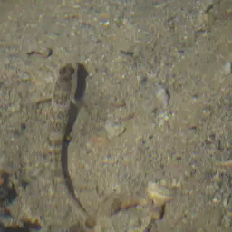 Leptocephalus Prawn-goby, photo 12