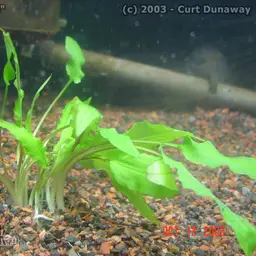 Wendt's water trumpet