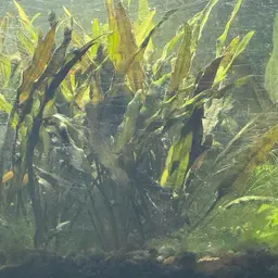 Wendt's water trumpet, photo 2