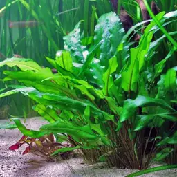 Wendt's Cryptocoryne