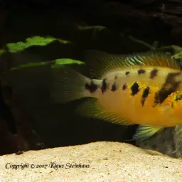 Yellow Convict, photo 2