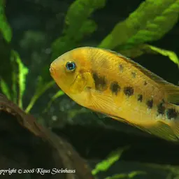 Yellow Convict, photo 3