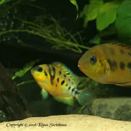 Yellow Convict, photo 4