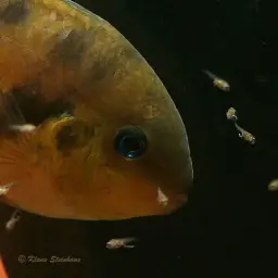 Yellow Convict, photo 5