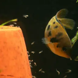 Yellow Convict, photo 6