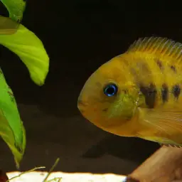 Yellow Convict, photo 7