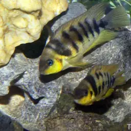 Yellow Convict, photo 8