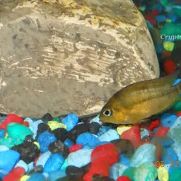 Yellow Convict, photo 9