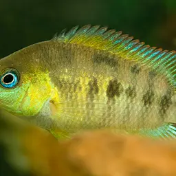 Yellow Convict, photo 1