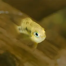 Yellow Convict, photo 12