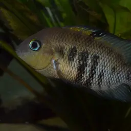 Blue-eye Cichlid