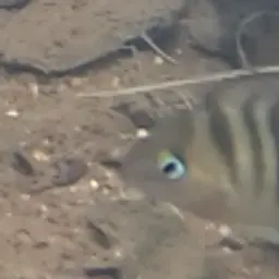 Blue-eye Cichlid, photo 3