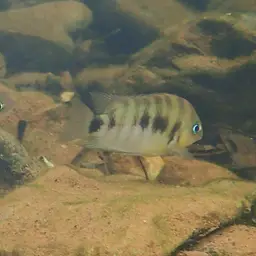 Blue-eye Cichlid, photo 4