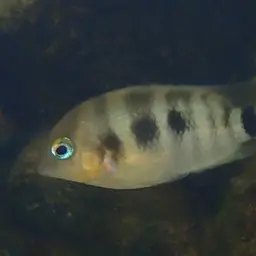 Blue-eye Cichlid, photo 5
