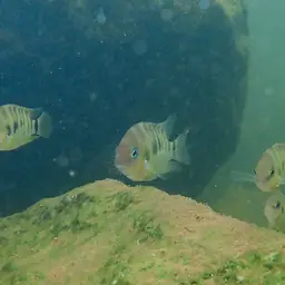 Blue-eye Cichlid, photo 6