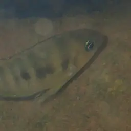 Blue-eye Cichlid, photo 7