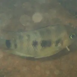 Blue-eye Cichlid, photo 8