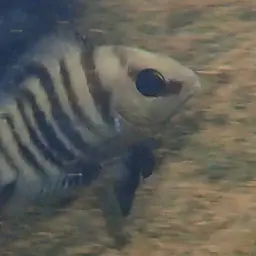 Blue-eye Cichlid, photo 9