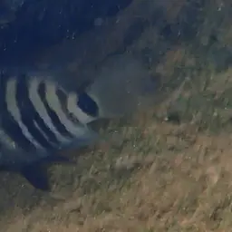 Blue-eye Cichlid, photo 10