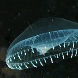 Crystal Jellyfish, photo 1