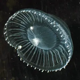 Crystal Jellyfish, photo 2