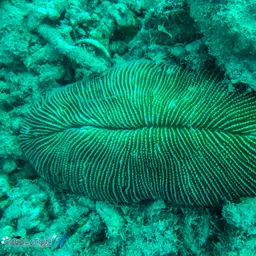 Rough Feather Coral, photo 1
