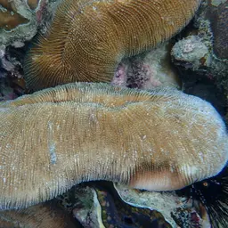 Rough Feather Coral, photo 2