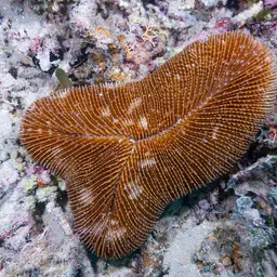 Rough Feather Coral, photo 3