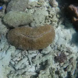Rough Feather Coral, photo 4