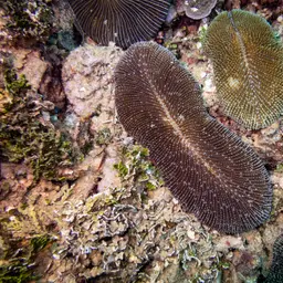 Rough Feather Coral, photo 5