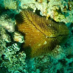 Rough Feather Coral, photo 6
