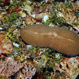 Rough Feather Coral, photo 7