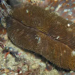 Rough Feather Coral, photo 8