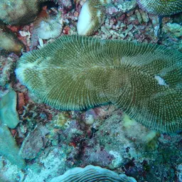 Rough Feather Coral, photo 9