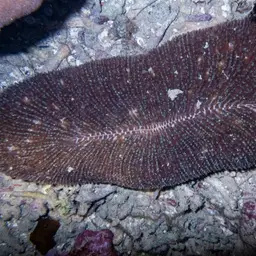 Rough Feather Coral, photo 10