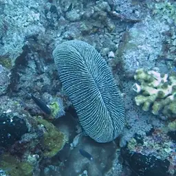 Rough Feather Coral, photo 11