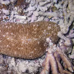 Rough Feather Coral, photo 12